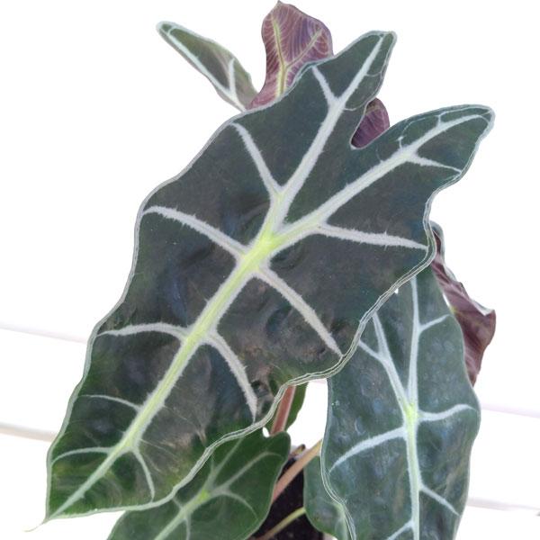 観葉植物 わけあり特価 アロカシア アマゾニカ4号鉢入り 園芸ネット 通販 Yahoo ショッピング