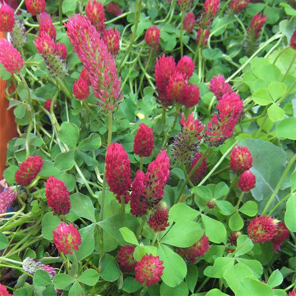 クリムソンクローバーの種 原袋22 5kg入り タネ 原袋22 5kg入り 種 種子 タネ 秋まき 春まき 緑肥 牧草 Www Cottonkids Lk