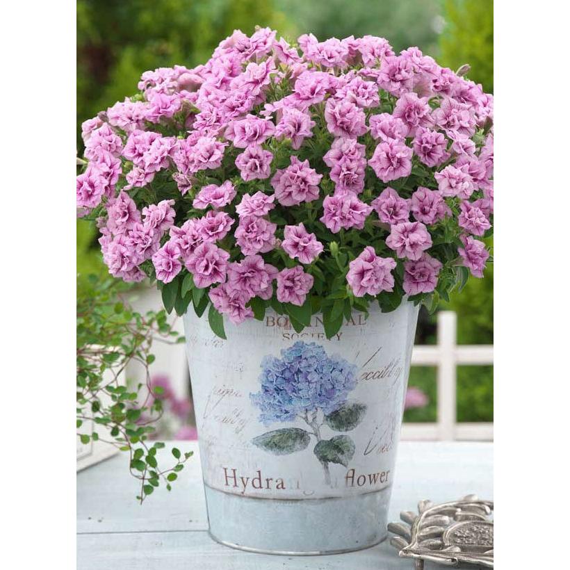 最も優遇 草花の苗 ペチュニア ギュギュ ダブルベリー3号ポット 24株セット 送料無料 限定価格セール Www Tiebreak Fr