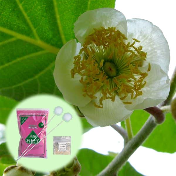 果樹の苗 キウイの花粉1袋と染色石松子（せきしょうし）1袋と羽毛棒2本