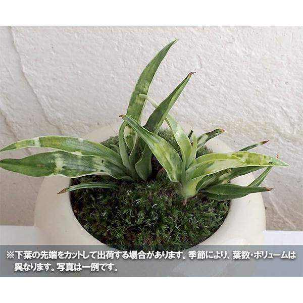 観葉植物 ギフトに 万年青 おもと 姫牡丹陶器鉢植え 直径12cm 受け皿付き 園芸ネット 通販 Yahoo ショッピング