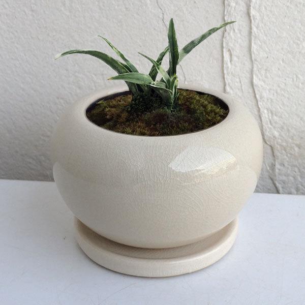 観葉植物 ギフトに 万年青 おもと 姫牡丹陶器鉢植え 直径12cm 受け皿付き 園芸ネット 通販 Yahoo ショッピング