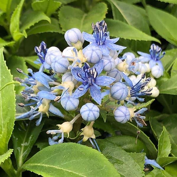 花木 庭木の苗 常緑アジサイ プレミアムサファイア3 5号ポット Llamaarchitects Co Uk