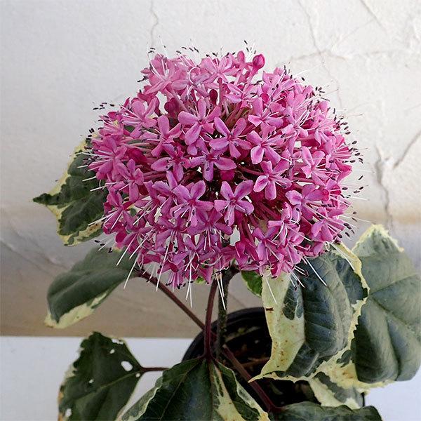 花木 庭木の苗 クレロデンドルム ピンクダイヤモンド 斑入り葉種 4号ポット Sonicacts Com