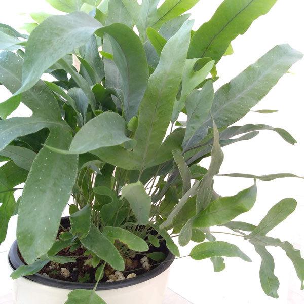 観葉植物 ポリポジウム ブルースター5号鉢入り 園芸ネット 通販 Yahoo ショッピング