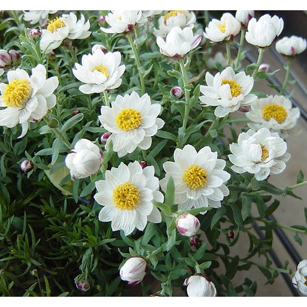 花かんざし ハナカンザシ 6号平鉢植え 園芸ネット 通販 Yahoo ショッピング