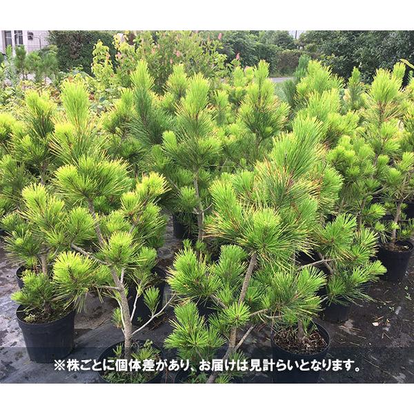 花木 庭木の苗 松 黄金黒松 オウゴンクロマツ 8号鉢植え 送料無料 1464 園芸ネット 通販 Yahoo ショッピング