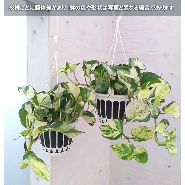 観葉植物 ポトス ステータス5号吊り鉢 園芸ネット 通販 Yahoo ショッピング