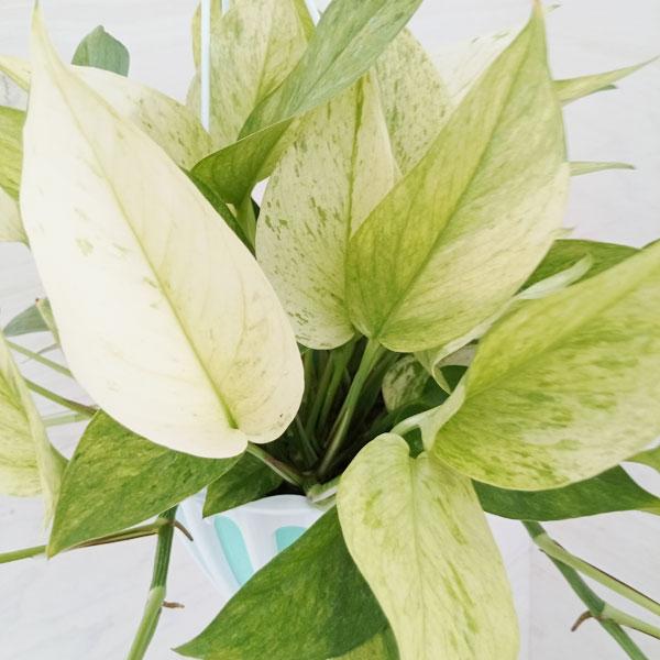 最初の 観葉植物 ポトス グリーンスクラッチ 旧名ファンタジー 5号吊り鉢 Diresaica Gob Pe