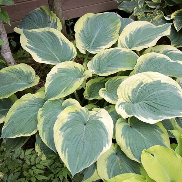 草花の苗 ギボウシ ホスタ リバティー3 5号ポット Treloen Co Uk