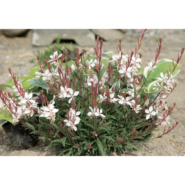 21年レディースファッション福袋特集 草花の苗 コンパクトガウラ 白蝶草 パーシフルフェアリー3号ポット Aynaelda Com