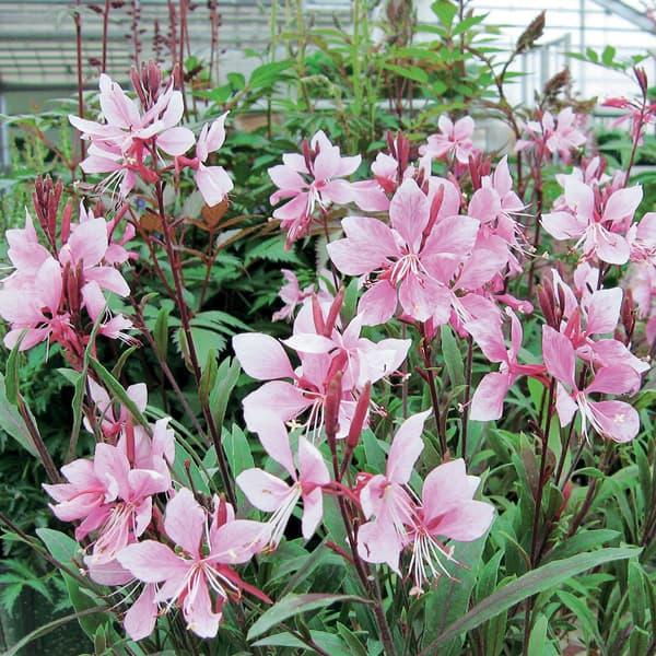 新品未使用正規品 草花の苗 コンパクトガウラ 白蝶草 フェアリーズソング3号ポット Aynaelda Com