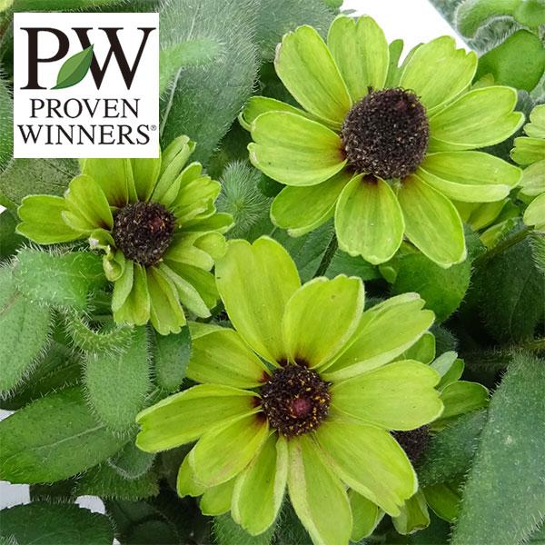 絶対一番安い 草花の苗 ルドベキア アーバンサファリフォレストグリーン3 5号ポット