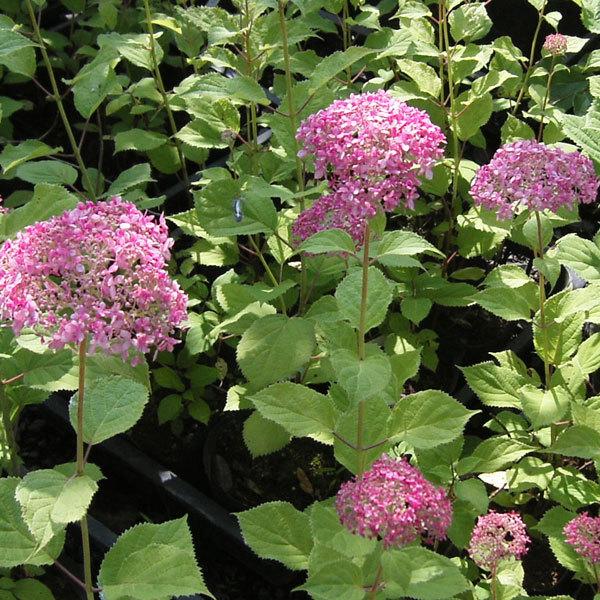 花木 激安単価で 庭木の苗 アジサイ ピンクのアナベル6号鉢植え