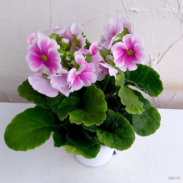 プリムラ オブコニカ タッチミー レッド 売れ筋がひクリスマスプレゼント ホワイト4号鉢植え