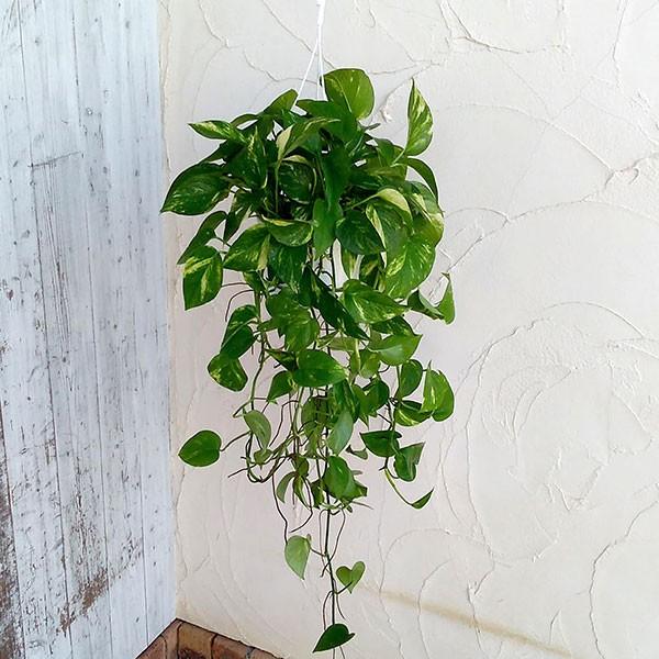 629円 開催中 観葉植物 ポトス ゴールデンポトス5号吊り鉢ロング仕立て つるの長さ60cm