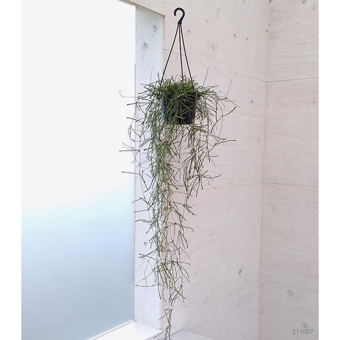 観葉植物 ホヤ レツーサ4号吊り鉢入り 園芸ネット 通販 Yahoo ショッピング
