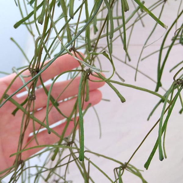 観葉植物 ホヤ レツーサ4号吊り鉢入り 園芸ネット 通販 Yahoo ショッピング