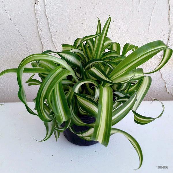 観葉植物 オリヅルラン ボニー3号ポット 3株セット 園芸ネット 通販 Yahoo ショッピング