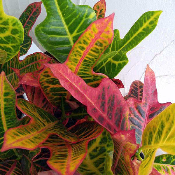 観葉植物 クロトン エクセレント3 5号ポット 売り切り御免