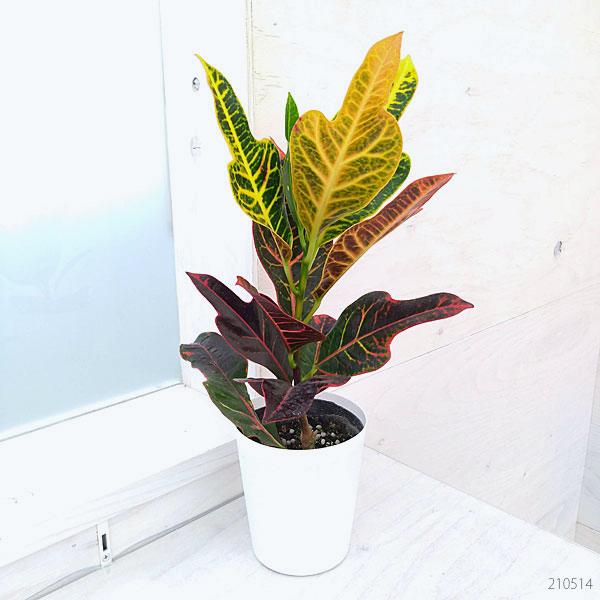 好評 観葉植物 クロトン エクセレント3 5号ポット Globescoffers Com
