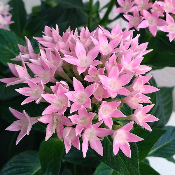 高品質 ペンタス スタークラスターピンク5号鉢植え