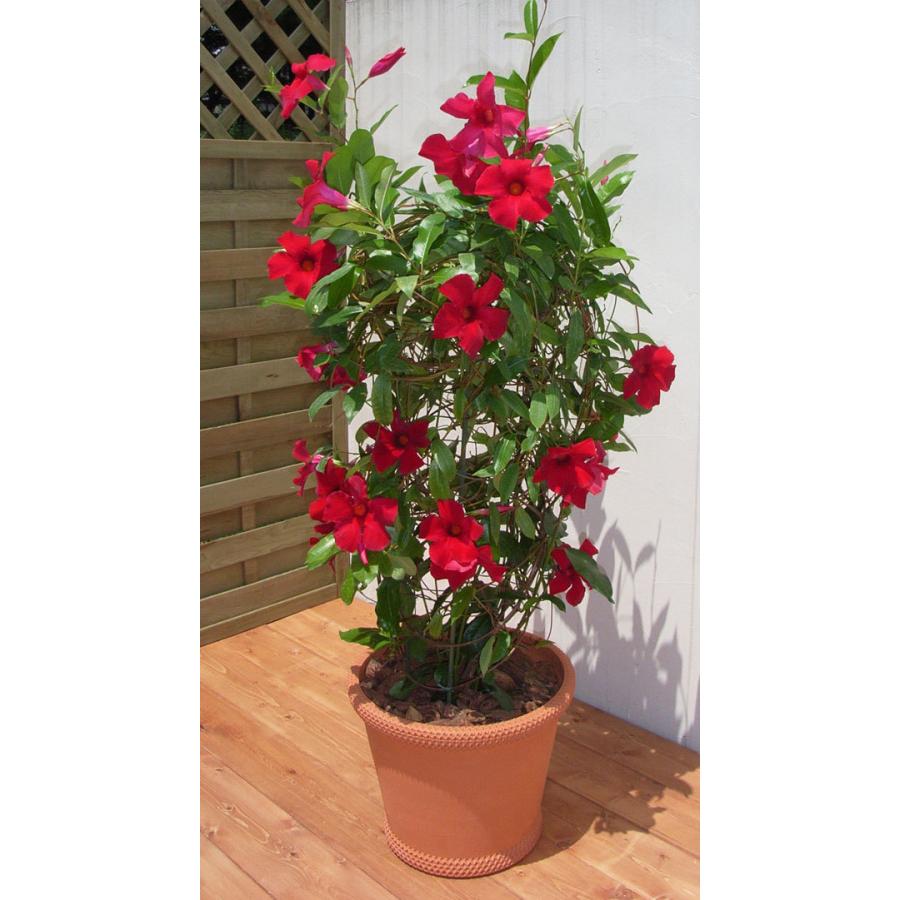 代引不可 草花の苗 マンデビラ サンパラソルジャイアントクリムゾンキング3 5号ポット R 花