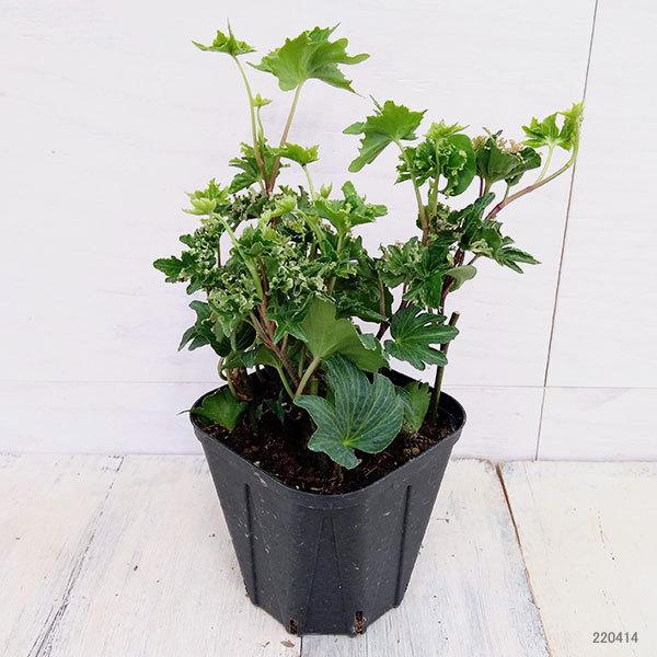 草花の苗 ヘデラ アイビー 翠雲 すいうん 3 5号ポット 1607 園芸ネット 通販 Yahoo ショッピング