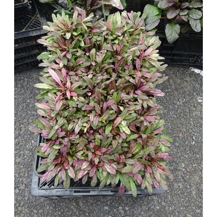 アジュガ ディクシーチップ3号ポット24株セット 送料無料 園芸ネット 通販 Yahoo ショッピング