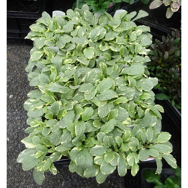 アジュガ レプタンス バニラチップ青花3号ポット24株セット 送料無料 園芸ネット 通販 Yahoo ショッピング