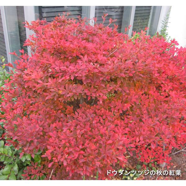 格安即決 花木 庭木の苗 ドウダンツツジ3 5号ポット 株セット 送料無料 全ての Durber24 Com