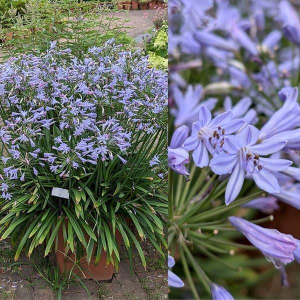 草花の苗 アガパンサス サマーラブブルー6号ポット Develop Bo