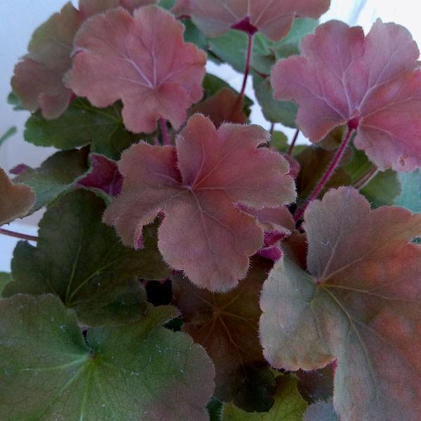 草花の苗 ヒューケラ大株仕立て キャラメル5号ポット Sidandmartykrofft Com