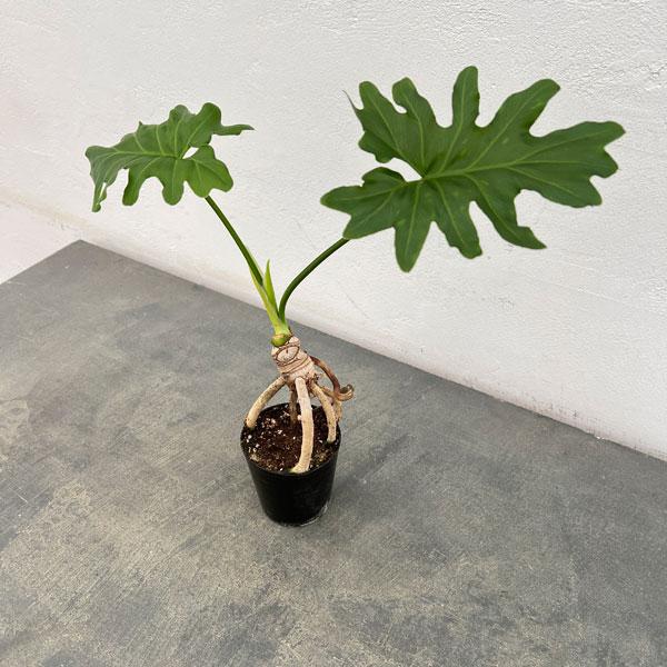 観葉植物 フィロデンドロン セローム根上がり2 5号ポット Arka Website