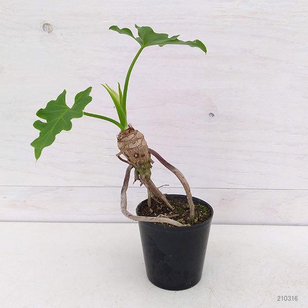 現品 観葉植物 フィロデンドロン セローム根上がり2 5号ポット