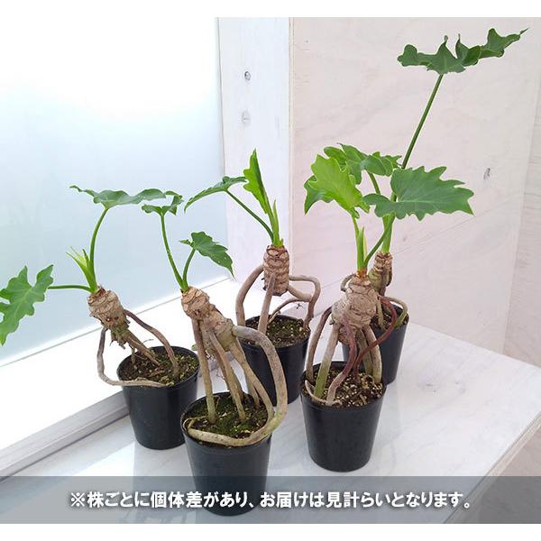 現品 観葉植物 フィロデンドロン セローム根上がり2 5号ポット