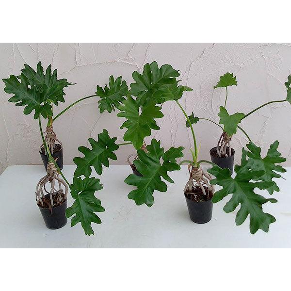 観葉植物 フィロデンドロン セローム根上がり2 5号ポット 直営ストア