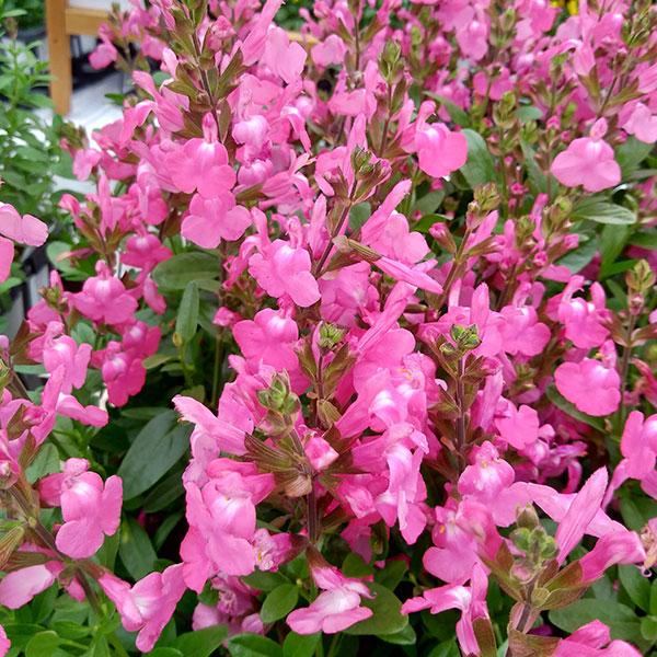 草花の苗 サルビア ミラージュ デポー ピンク3 5号ポット