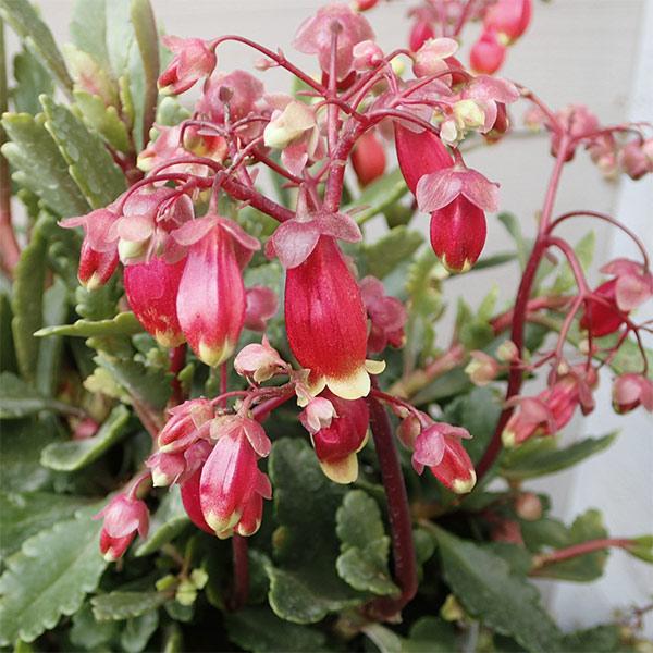 草花の苗 カランコエ ウェンディ3 5号ポット 花 ガーデニング