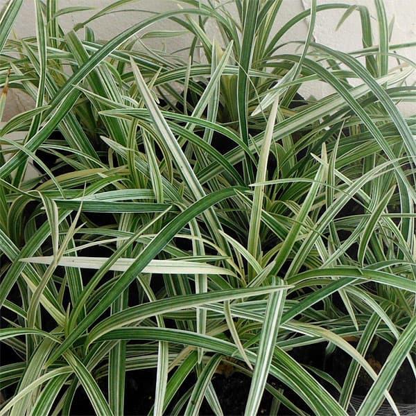 春夏新色 ヤブラン リリオペ シルバードラゴン5号ポット 8株セット 送料無料 超歓迎 Zoetalentsolutions Com