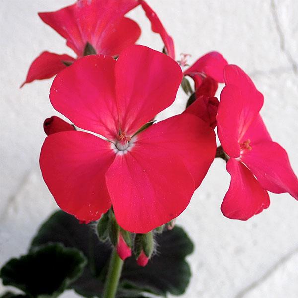 超歓迎された 草花の苗 ゼラニウム ハーブ