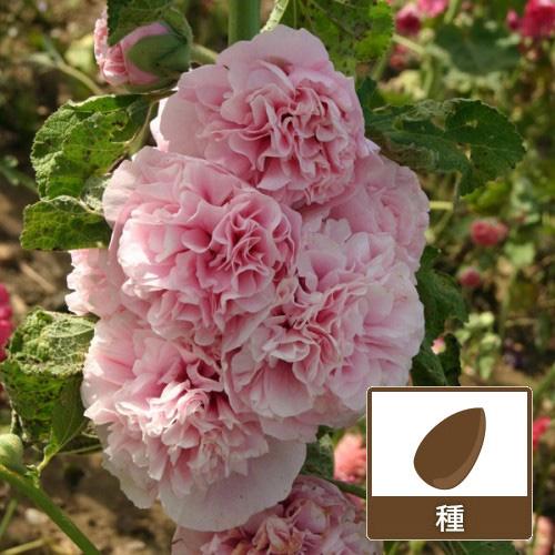 アルセア：アップルブロッサム : 164144 : 園芸ネット - 通販 - Yahoo 
