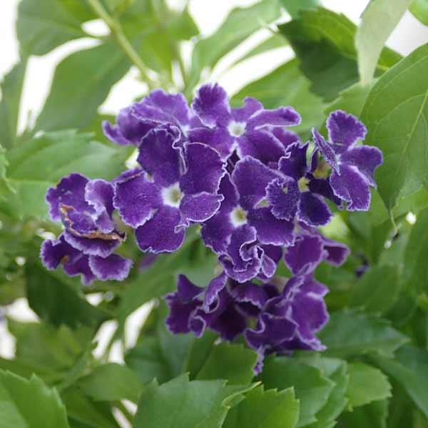 超格安一点 デュランタ 宝塚 タカラヅカ 4号鉢植え ボサ仕立て