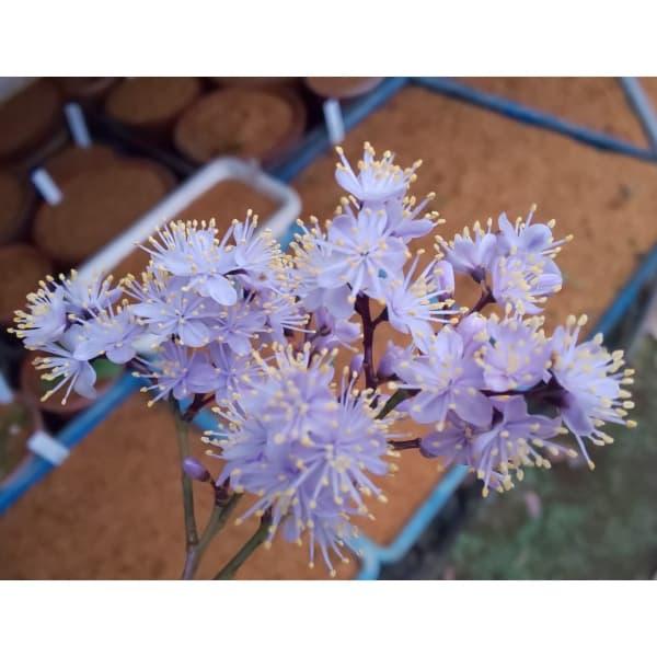 年末のプロモーション 花木 庭木の苗 ハイノキ 灰の木 アオバナハイノキ3 5号ポット