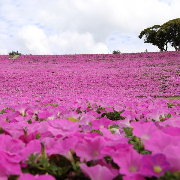 新しいコレクション 草花の苗 ランドスケープペチュニア 桃色吐息3 5号ポット 40株セット 送料無料 絶対一番安い Marshallschool Edu Jo