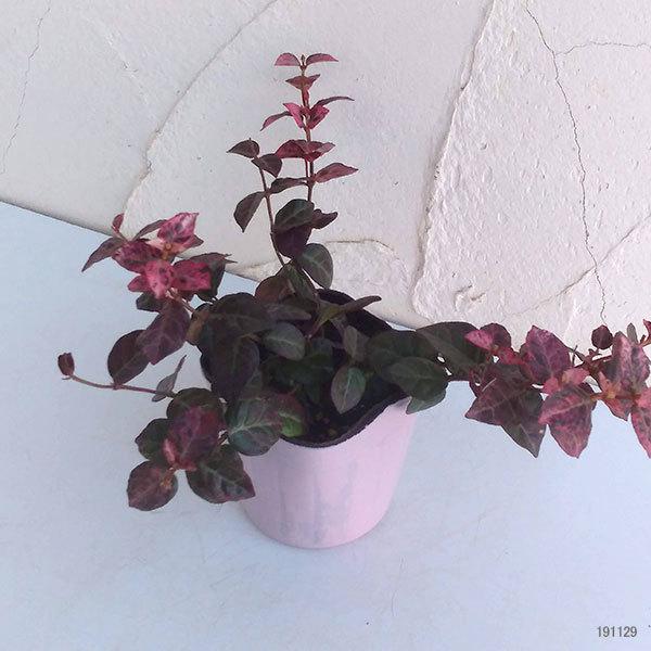 草花の苗 ハツユキカズラ冬化粧 ふゆげしょう 3号ポット 園芸ネット 通販 Yahoo ショッピング