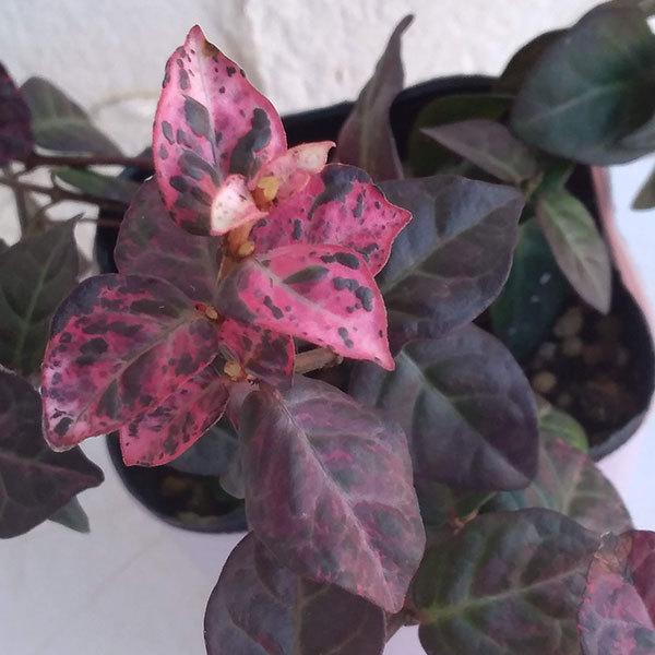 草花の苗 ハツユキカズラ冬化粧 ふゆげしょう 3号ポット 園芸ネット 通販 Yahoo ショッピング