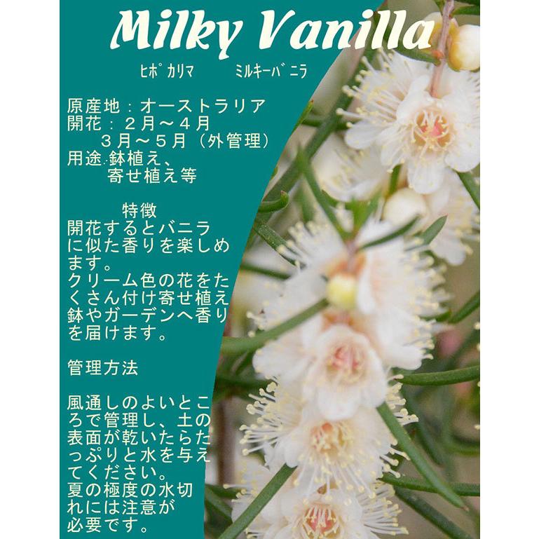 オーストラリアの花 花 ガーデニング の商品一覧 通販 Yahoo ショッピング