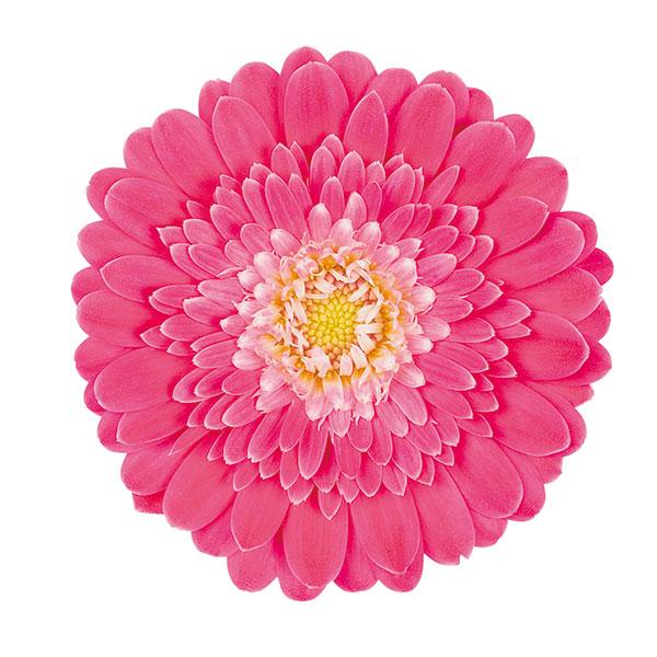 草花の苗 ガーデンガーベラ ガルビネア フェミー3 5号ポット Bytel Com Mx