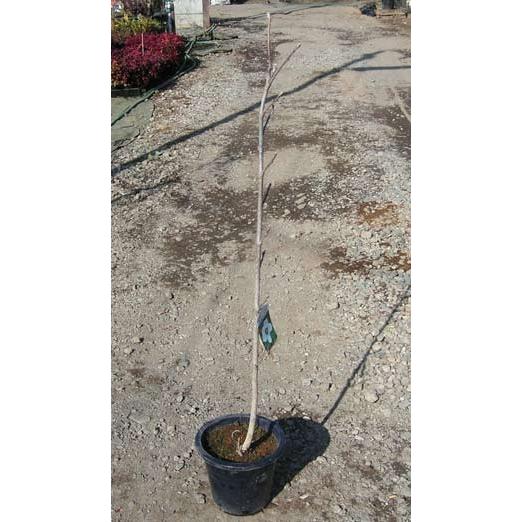 花木 庭木の苗 大山レンゲ オオヤマレンゲ 9号ポット樹高1 2m 園芸ネット 通販 Yahoo ショッピング